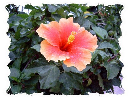 Flowers at the resort